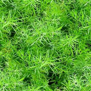 Asparagus Fern